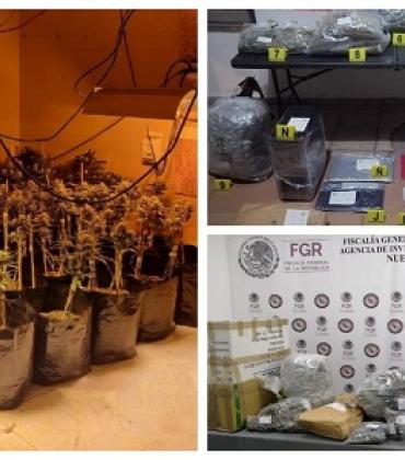 FGR desmantela un invernadero de marihuana