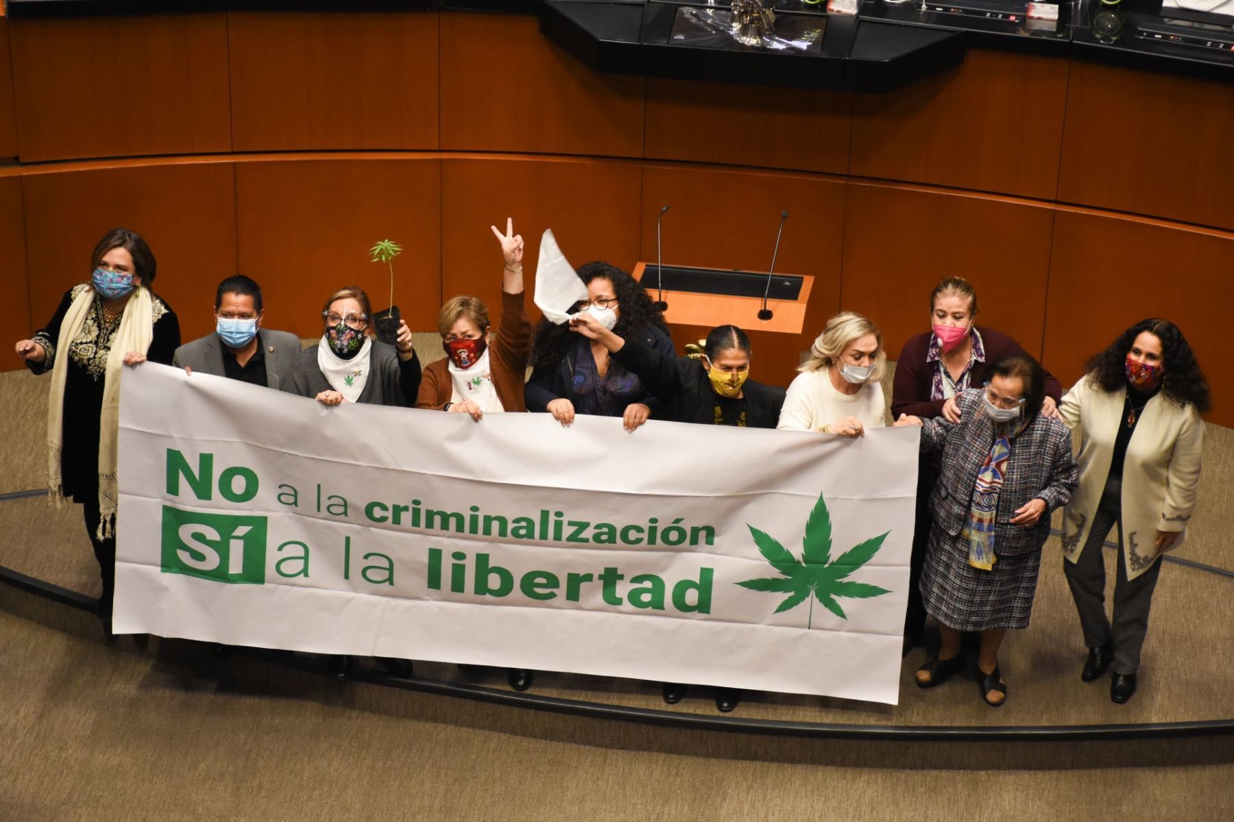 senado cannabis