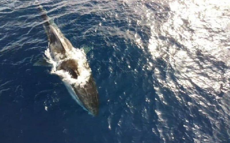 Ballena de 20 metros vaga sin cola y desnutrida en costa italiana