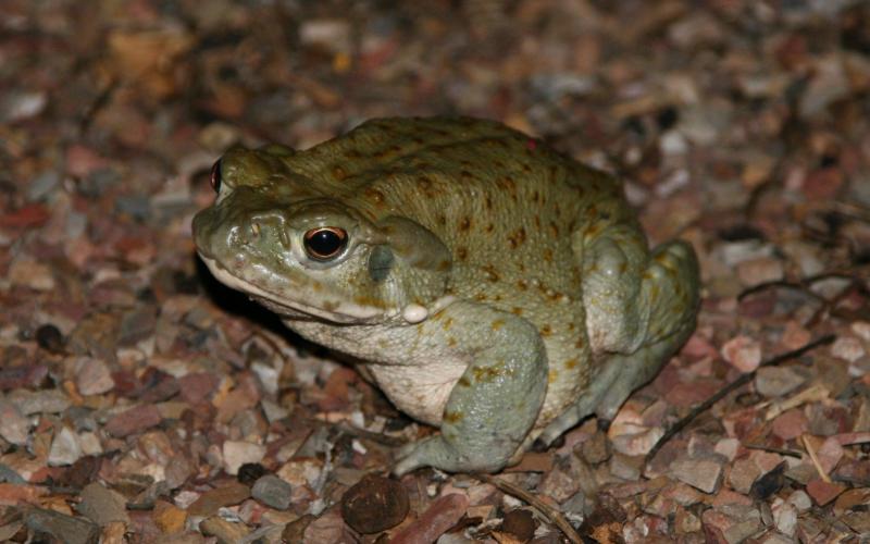 La lluvia provoca brote de Bufo alvarius