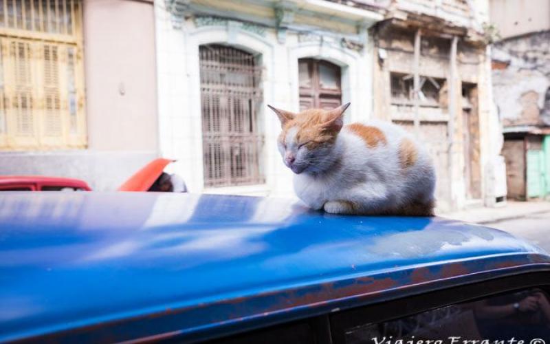 Nuevo foco de rabia se reportó en Cuba luego de un ataque de gato sobre tres personas