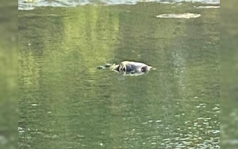  Encuentran flotando a un cadáver en las aguas del Río Papaloapan