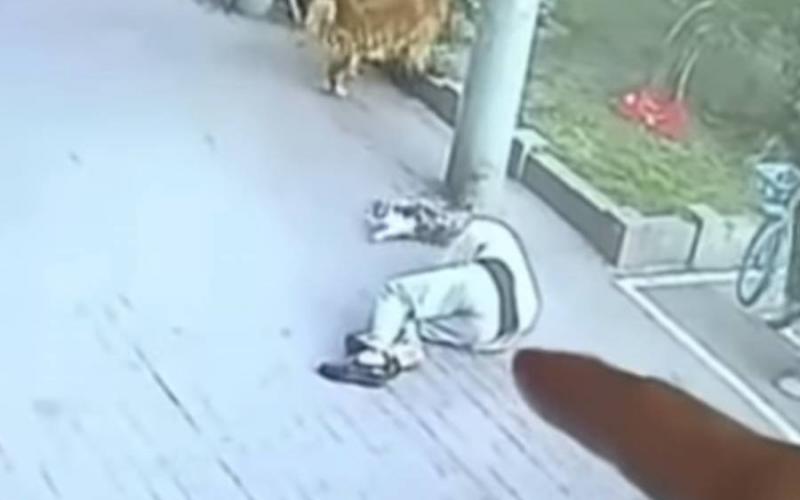 VIDEO: Un gato le cae en la cabeza a un hombre de la tercera edad y pide indemnización