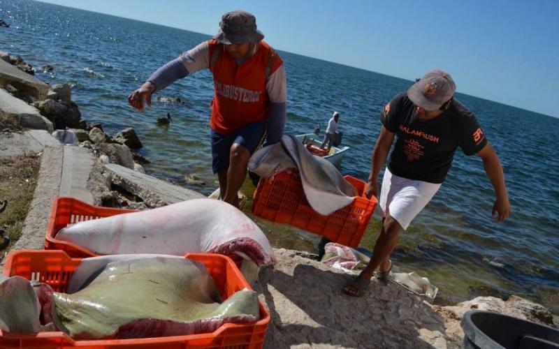 Establecen veda temporal para pesca de cangrejo azul en Veracruz