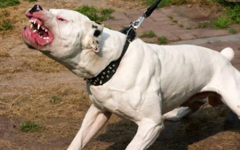 Dos niñas fueron atacadas por perros pitbull en Tuxpan