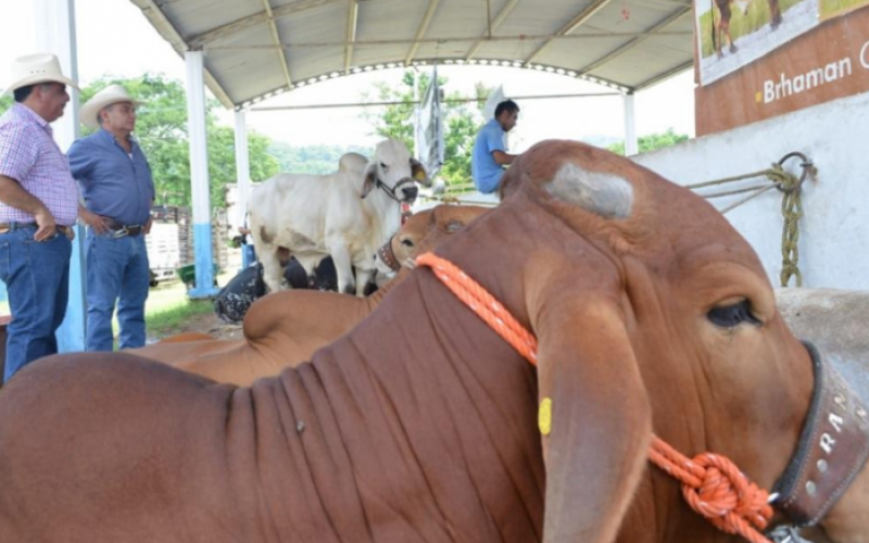 Piden posponer tianguis agropecuario a ejidales de Veracruz debido al COVID19