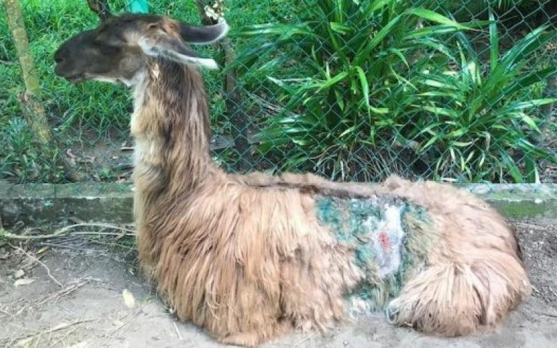  Maltrato y abandono en el zoológico del Puerto de Veracruz