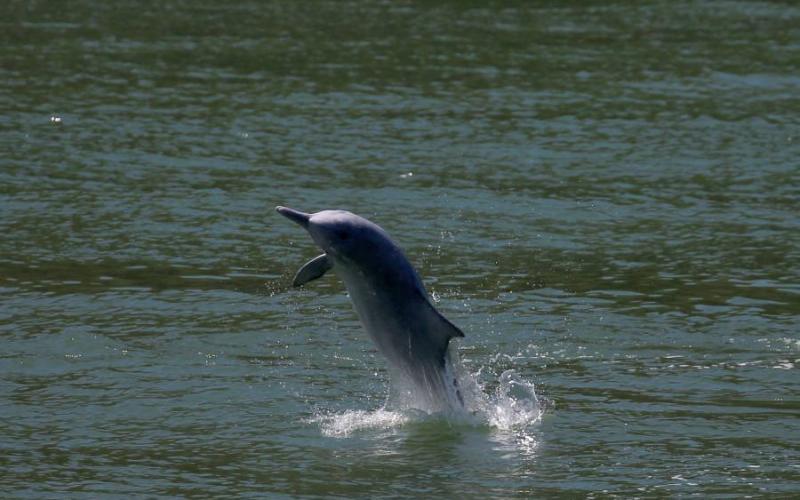 Delfines jorobado en Hong Kong por confinamiento por Covid-19