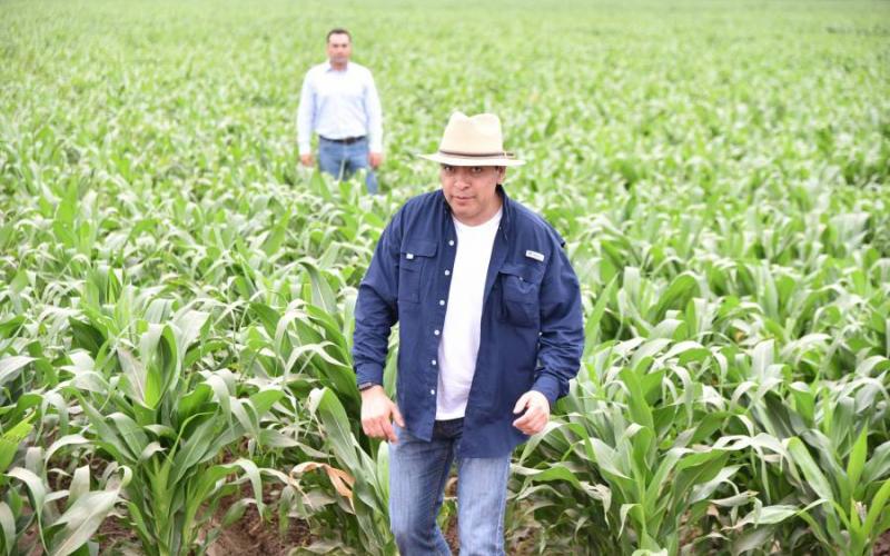 Más maíz en menos espacio, ofrecen mexicanos de Bayer