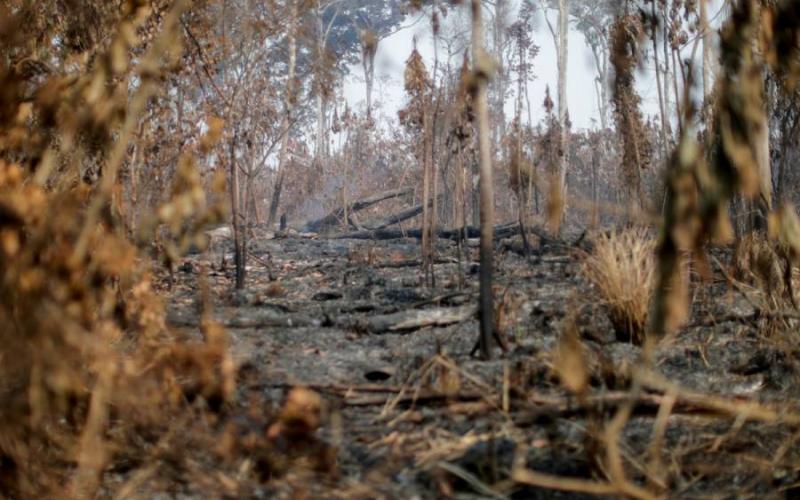 Países europeos instan a Brasil a tomar medidas contra la deforestación del Amazonas