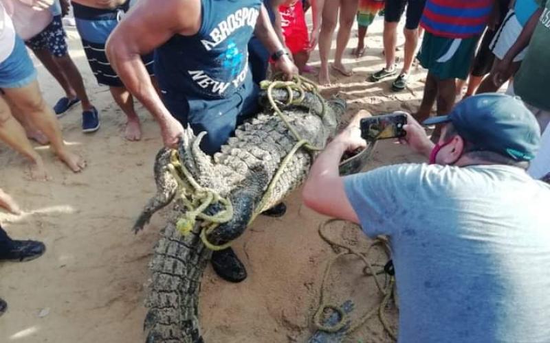  Atrapan a cocodrilo que deambulaba en playa de Acapulco