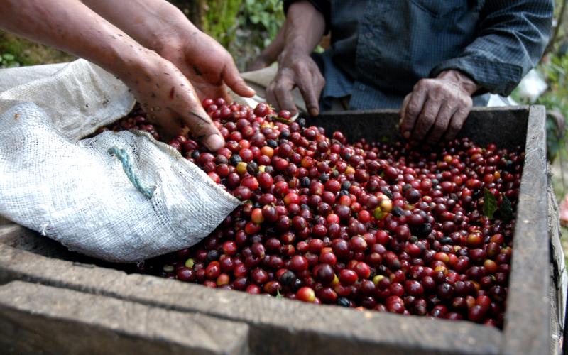 17 mil productores de café aun esperan apoyo de Secretaria del Bienestar