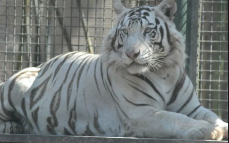 Felinos y aves exóticas fueron asegurados en Bachigualato Culiacan