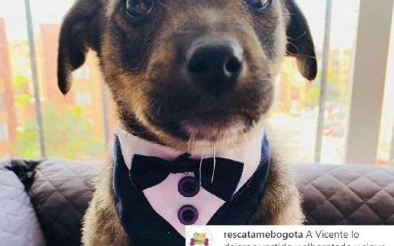 Perrito que dejaron plantado el día de su adopción se convierte en tendencia