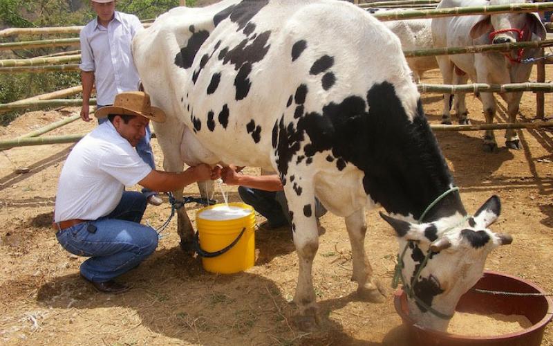 Faltas de pago por parte de Liconsa, productores de leche advierten bloqueos en Veracruz