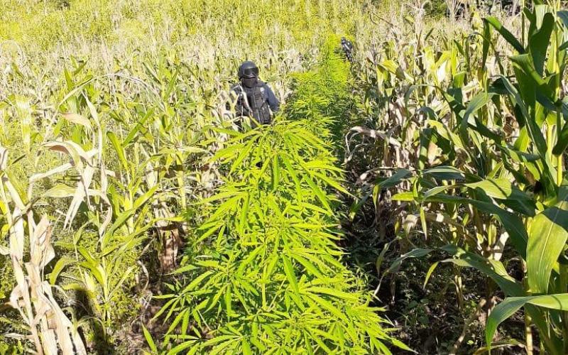 Extraoficialmente se dijo que se encontraron aproximadamente 400 plantas de cannabis