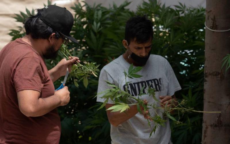 México, en la cima de la "fiebre verde" de la marihuana legal