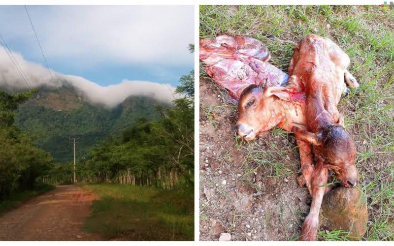  Nace en el ejido de Las Choapas Veracruz un becerro con dos cabezas