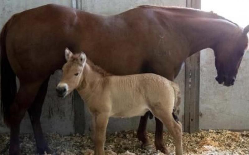 Caballo en peligro de extinción es clonado en zoológico de San Diego EEUU