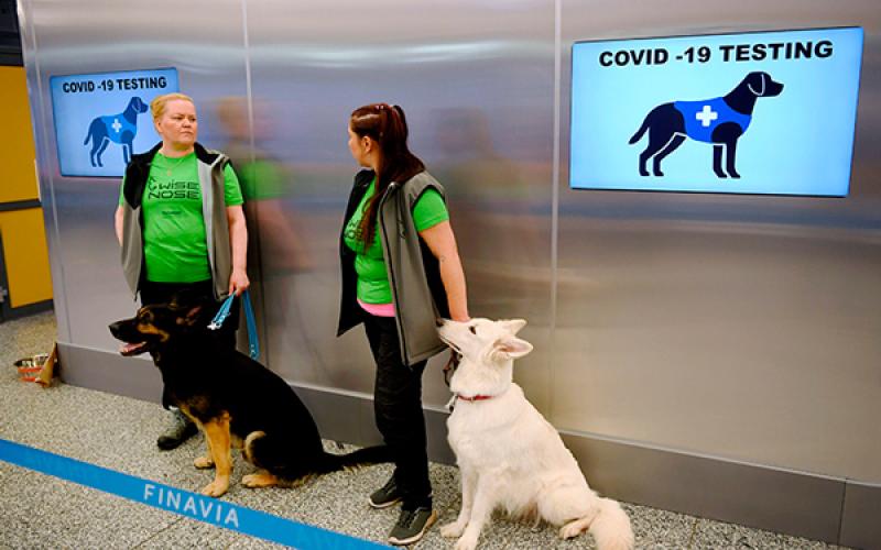 Perros están siendo entrenados para detectar casos de COVID-19 en Sonora