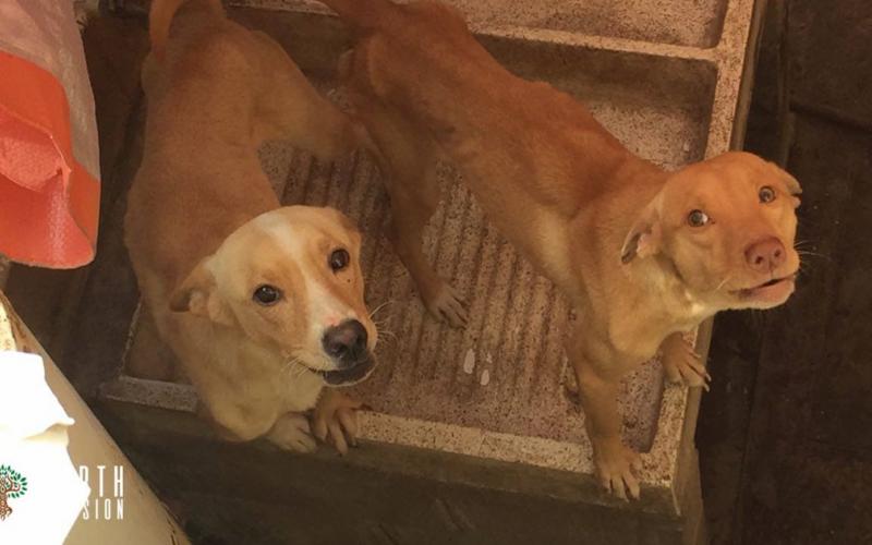 Continua el abandono de perros debido a la crisis económica en Veracruz