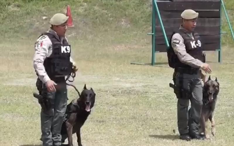 Los perros policías y su gran labor en Veracruz