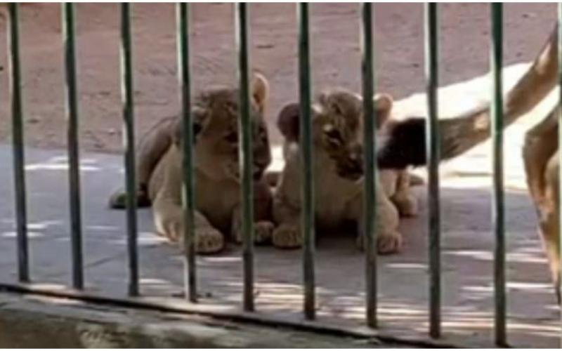 Nacen dos leones albinos en el Zoológico de Querétaro