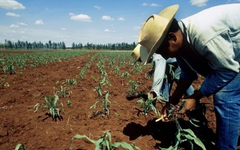 La pandemia ha sido la estocada final que ha hecho agonizar al campo veracruzano