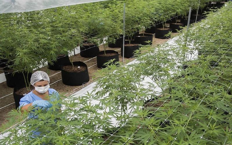 El municipio choapense cuenta con las condiciones para la siembra de la marihuana, incluso, muchos ganaderos podrían optar por esa nueva oportunidad de desarrollo económico.