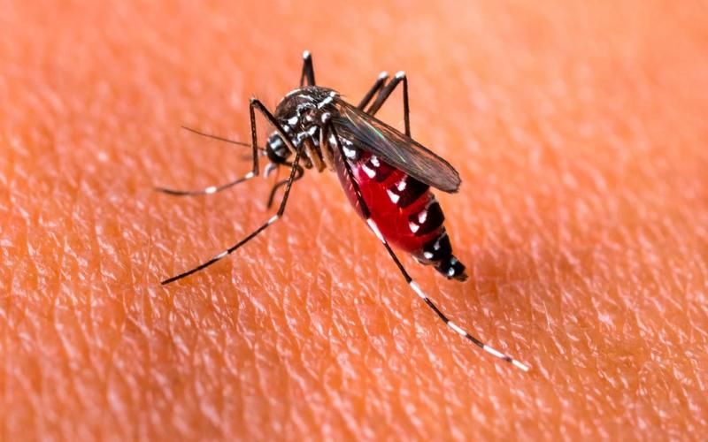 En comparación con el año pasado, en Veracruz, durante el mismo periodo se reportaron 46 mil 313 probables enfermos de dengue