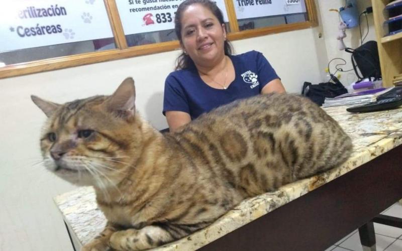 Rescatan a gato gigante en parque de Tampico; lo confundieron con un leopardo