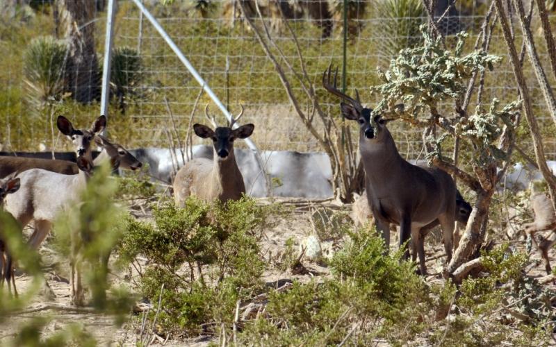 Los venados cola blanca son una especie protegida, que forma parte de la enorme biodiversidad del desierto semiárido del norte del estado