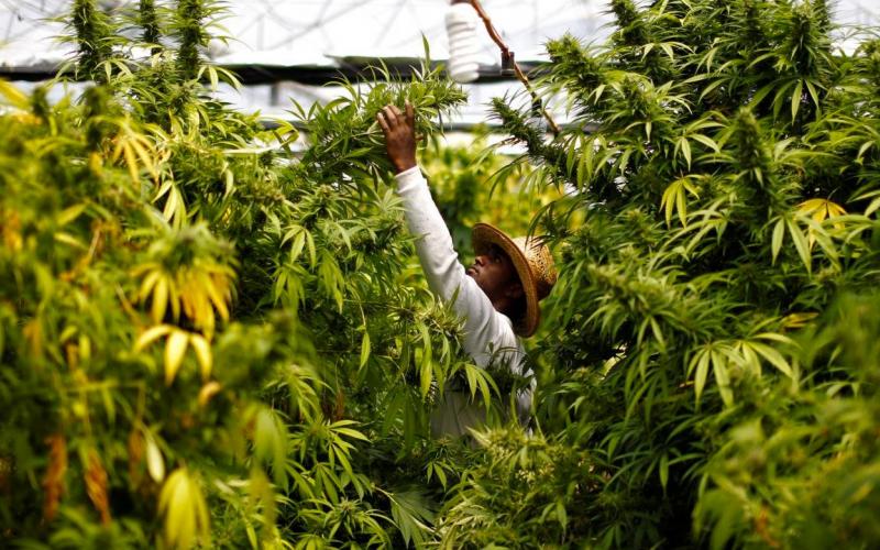 Mariguana en México: Senado aprueba en lo general su regulación integral 