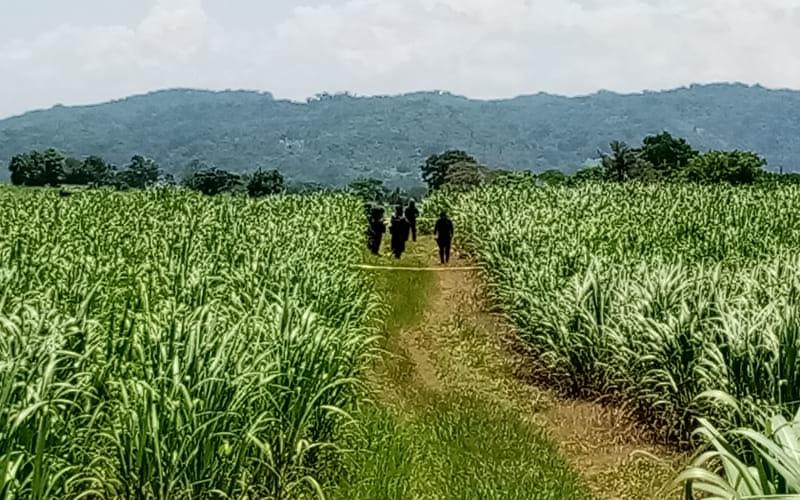 El hallazgo fue hecho por agricultores que realizaban su faena, y se percataron del cadáver de un hombre entre las matas de caña.