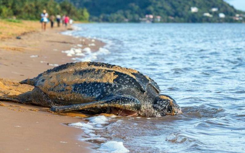 En Ecuador descubren nido de tortugas laúd, especie en peligro de extinción