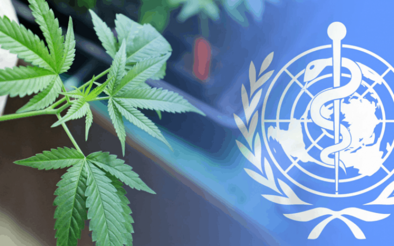 Por votación la ONU elimina al cannabis de lista de las drogas más nocivas