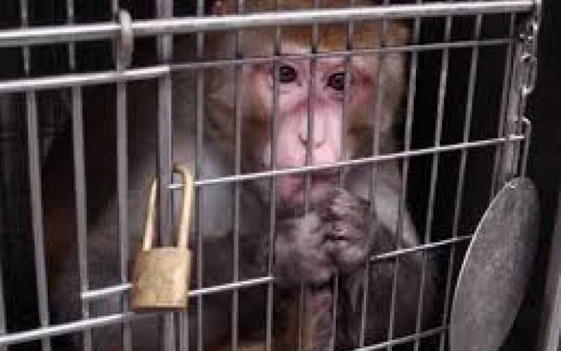 La explotación de animales silvestres, sobre todo de primates, aumentó en el sur de Veracruz durante el 2020, lo que dejó al descubierto un presunto mercado negro.