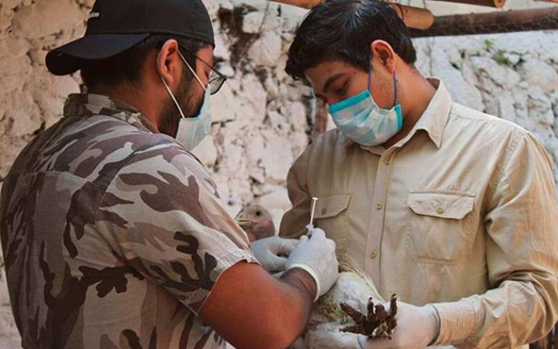 lberto Cervantes Murguía, naturalista y guardián de las montañas suma esfuerzos y crea el primer “Cuartel Huitzil”, su objetivo es el rescate, cuidado y preservación de la fauna mexicana