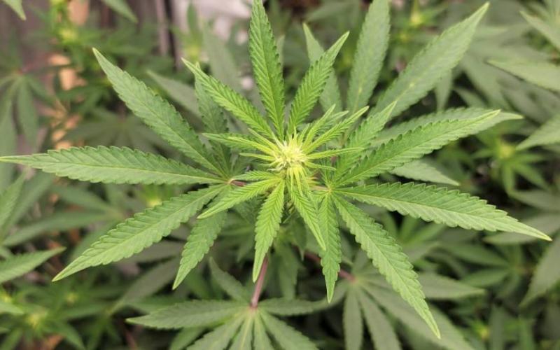 Marihuana podría reducir riesgos de contagios por Covid, según estudio