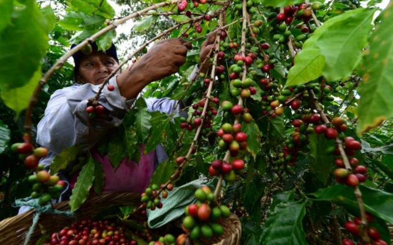   Disminuye en Veracruz la producción de café en la cosecha 2020-2021