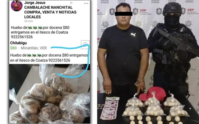 Detienen a vendedor de huevos de tortuga en la zona sur de Veracruz