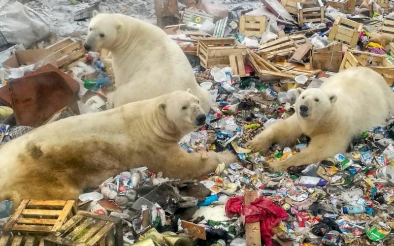 Osos polares se alimentan en un basurero cerca de la aldea de Belushya Guba, en el remoto archipiélago del norte de Rusia Novaya