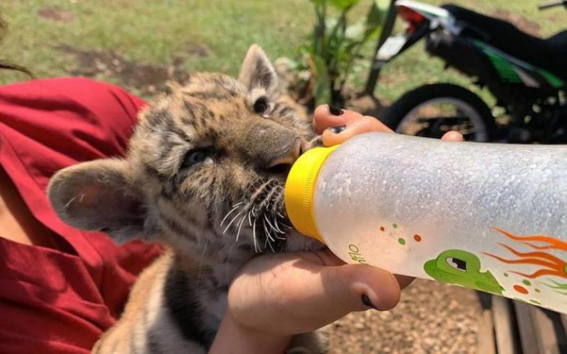 Piden renovar las credenciales a los comités de vigilancia ambiental para seguir rescatando animales