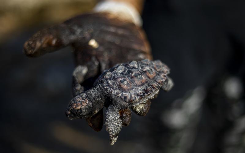 Fuerte derrame de petróleo en Israel,  cierra todas sus playas