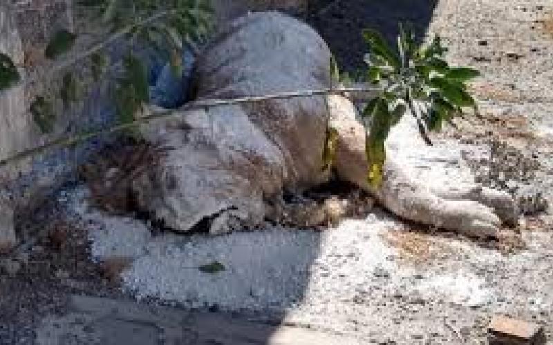 Vecinos de la colonia San Sebastián Tecoloxtitla reportaron que el león se encontraba tirado en la calle desde hace más de una semana.