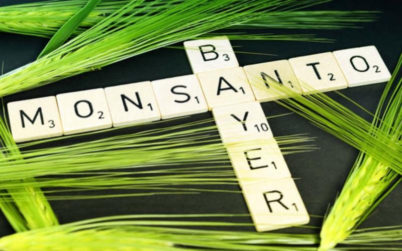 Bayer AG, propietaria de la fabricante de semillas genéticamente modificadas Monsanto, y un organismo de cabilderos trabajan en estrecha colaboración con funcionarios de Estados Unidos con el fin de presionar al gobierno mexicano para que desista de prohibir el glifosato.