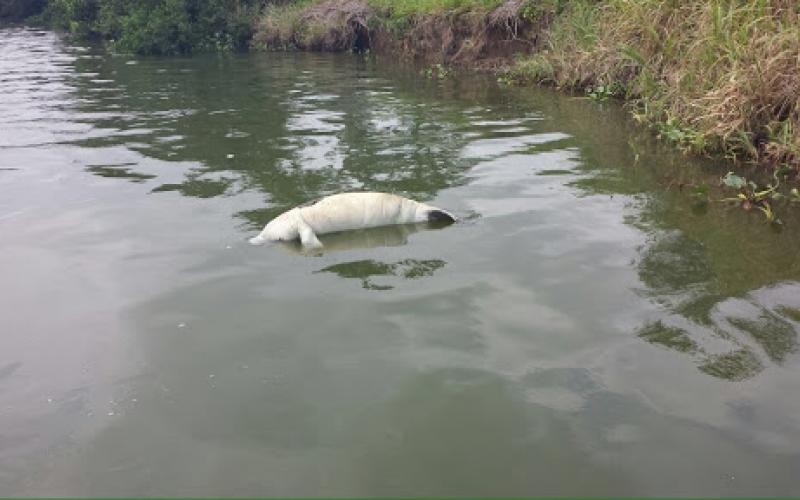 En el rio Coatzacoalcos aparece manatí sin viva