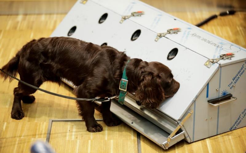 Perros de la raza cocker spaniel entrenados para detectar el Covid-19