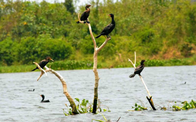 Ante la omisión de no expedir la Ley General de Aguas que garantice el derecho humano al líquido, comunidades de Quintana Roo y Veracruz presentaron dos demandas de amparo en contra del Poder Legislativo