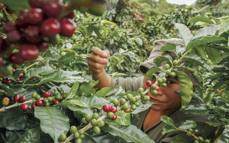  Urge rescatar cafeticultura: Cafetaleros de Veracruz